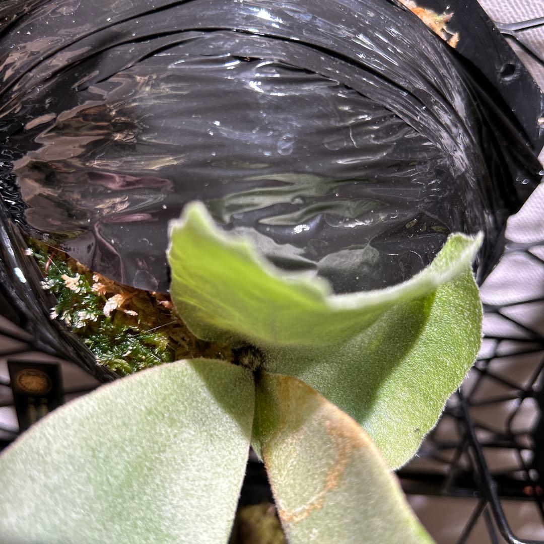 ビカクシダ willinckii mix spore Predator, SPA,Kai 2