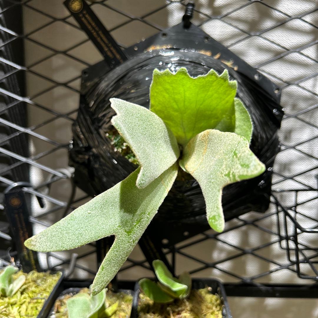 ビカクシダ willinckii mix spore Predator, SPA,Kai 2