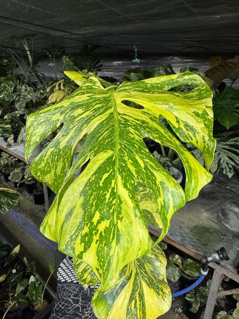 モンステラ　デリシオーサ　エレクトロライト　美斑入り