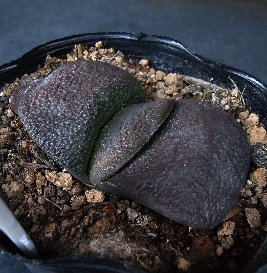 メルカリ便発送&ロウルサンコさんラベル付き☆多肉植物 ガステリア 臥牛 王頭