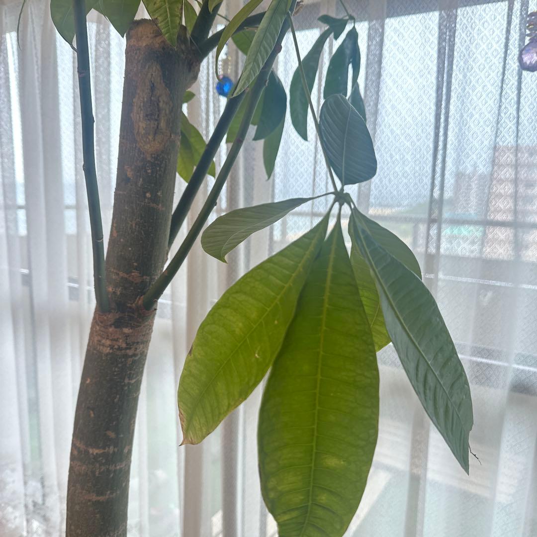 引き取り希望 超大型 パキラ 230cm×210cm 横広がり 観葉植物