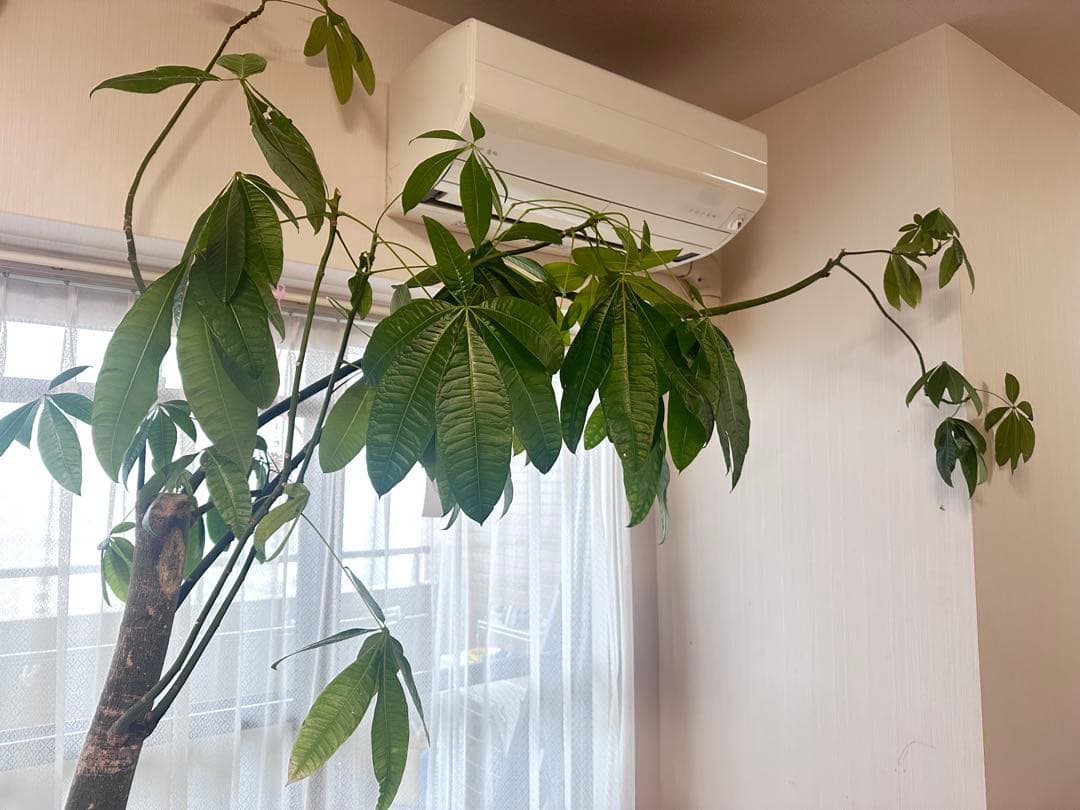 引き取り希望 超大型 パキラ 230cm×210cm 横広がり 観葉植物