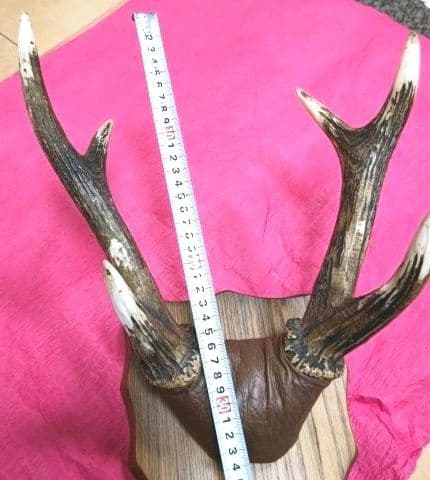 鹿の角　壁掛け