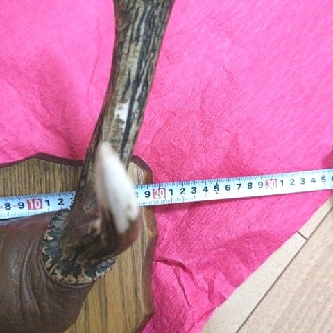 鹿の角　壁掛け