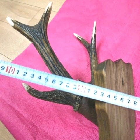 鹿の角　壁掛け