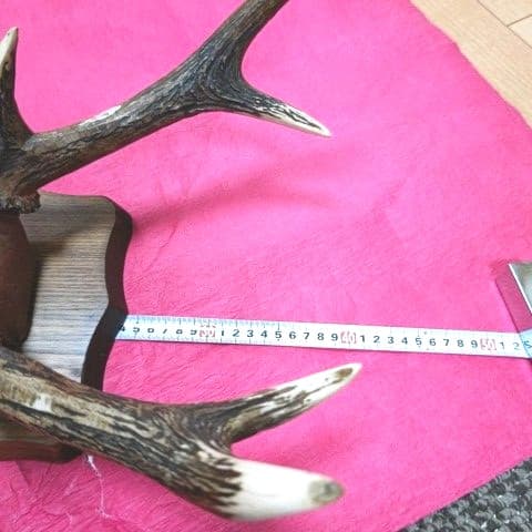 鹿の角　壁掛け