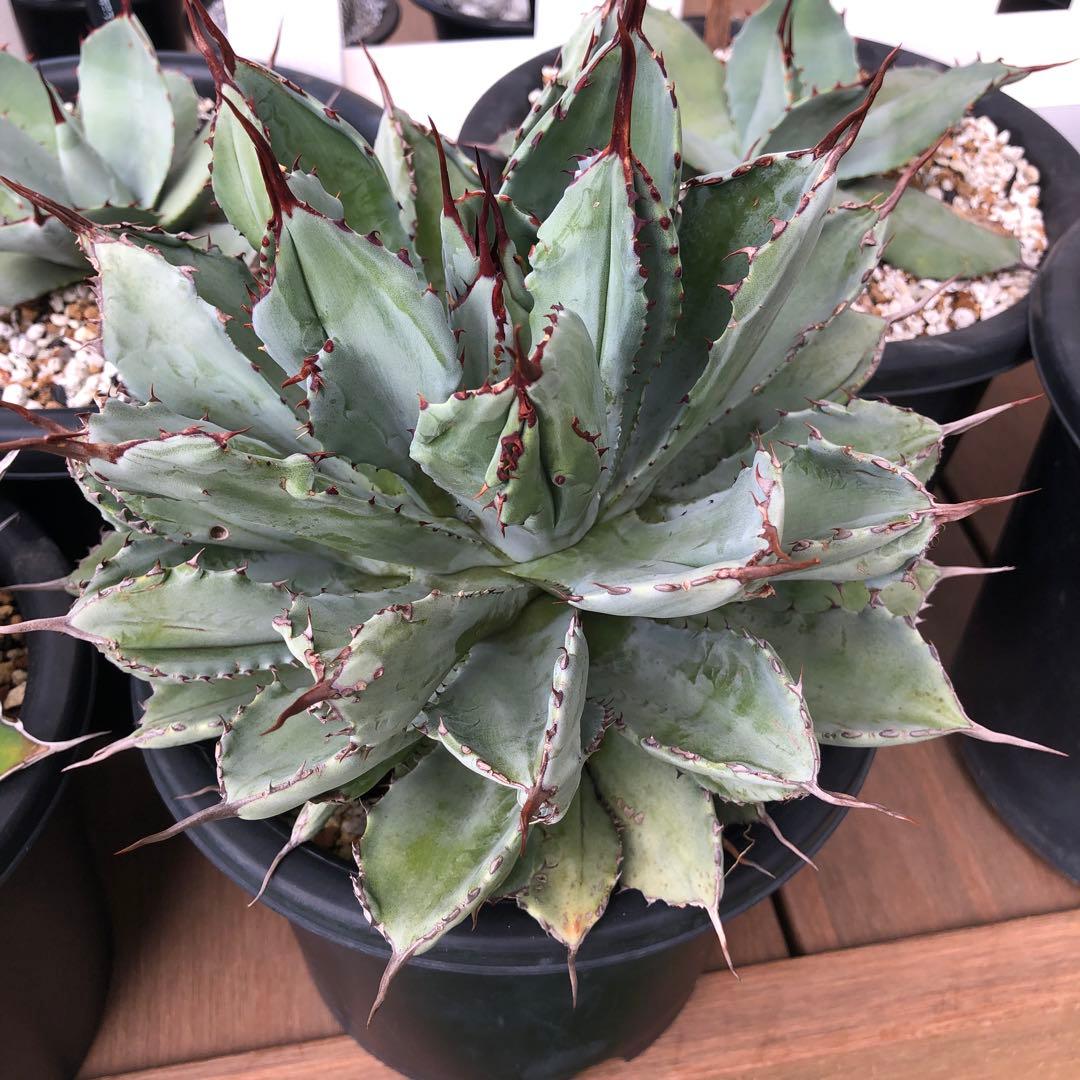 アガベ　大株キュービック