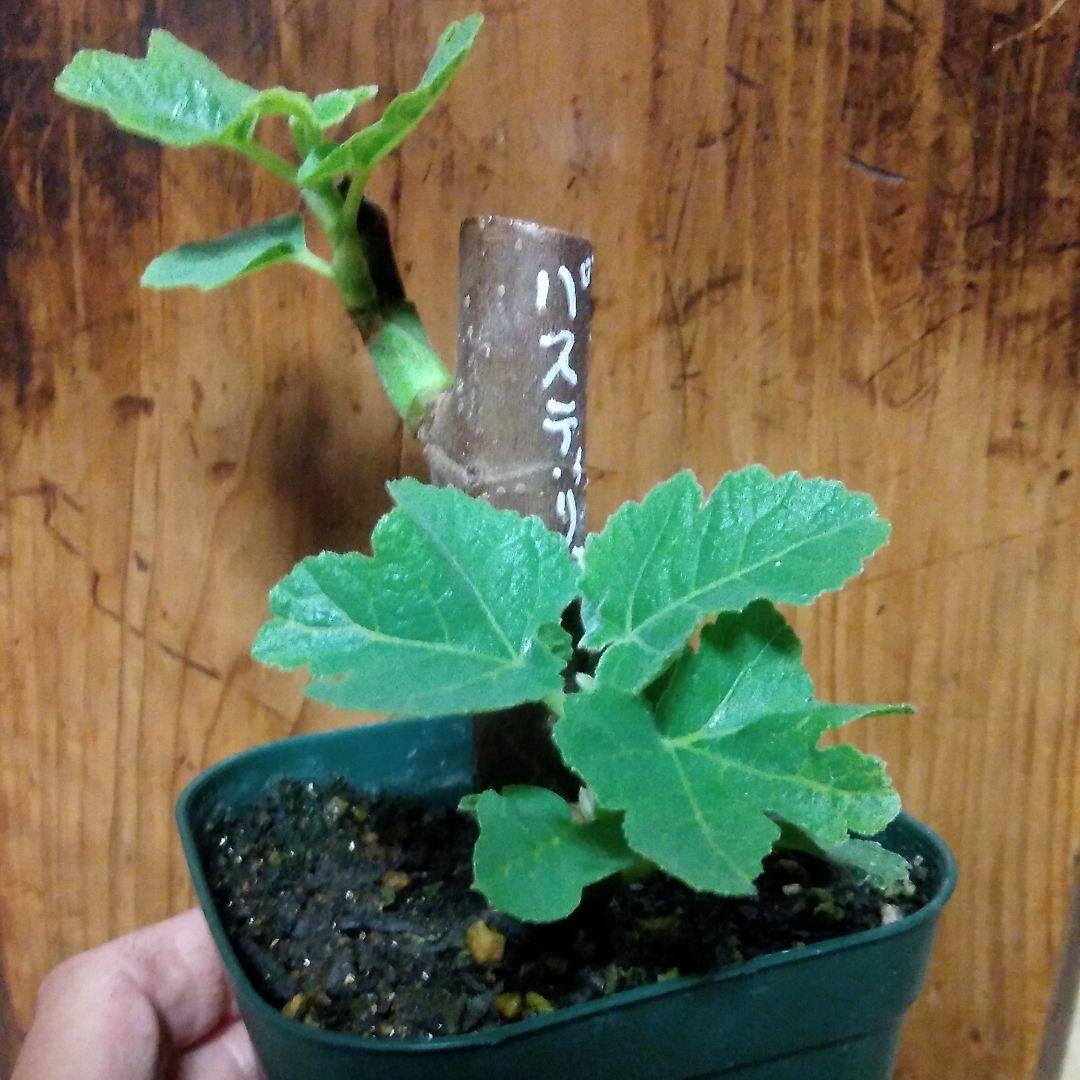 【確認用・・四つ葉のクローバー】