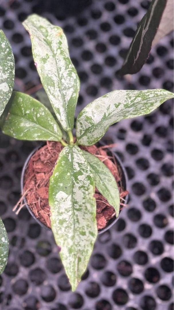 超レア　原種 　幻のホヤ　ブントクエンシス　シルバー　サクララン　パルダリウム