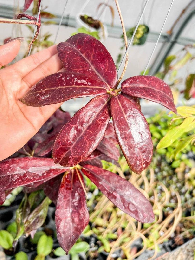 超レア　原種 　幻のホヤ　ブントクエンシス　シルバー　サクララン　パルダリウム