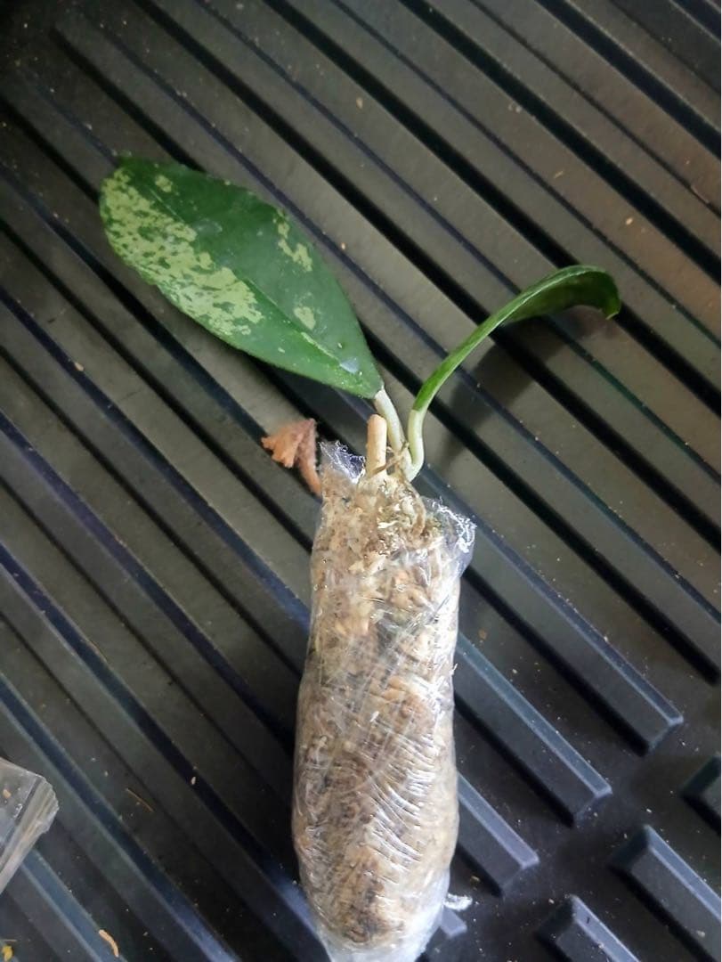 超レア　原種 　幻のホヤ　ブントクエンシス　シルバー　サクララン　パルダリウム