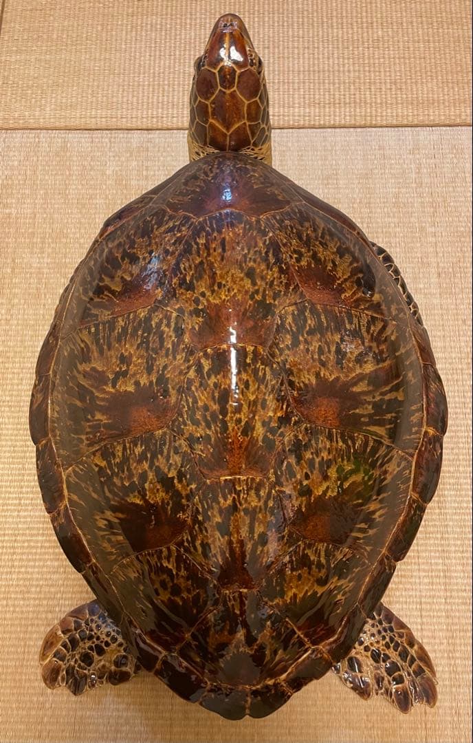 【希少】アオウミガメ 剥製 大きめ「国際希少野生動植物登録票」あり
