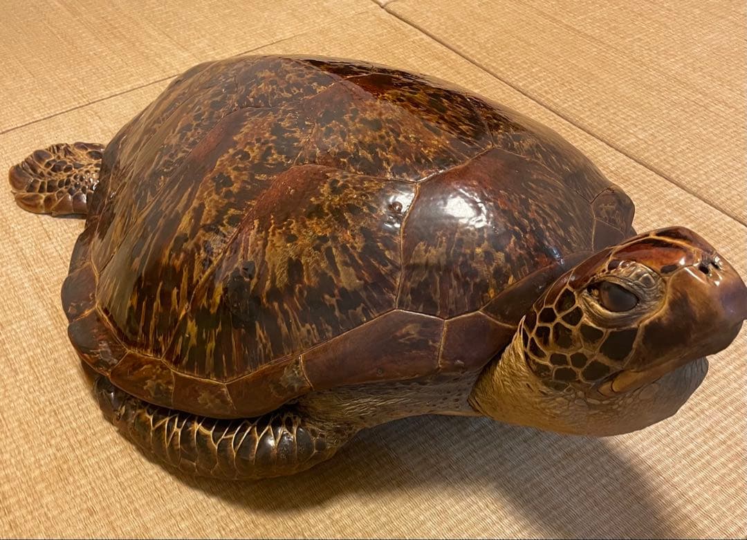 【希少】アオウミガメ 剥製 大きめ「国際希少野生動植物登録票」あり