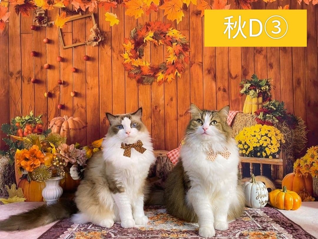 背景布×15枚+3　ペット撮影用フォトブース　トリミングチョーカー販売中