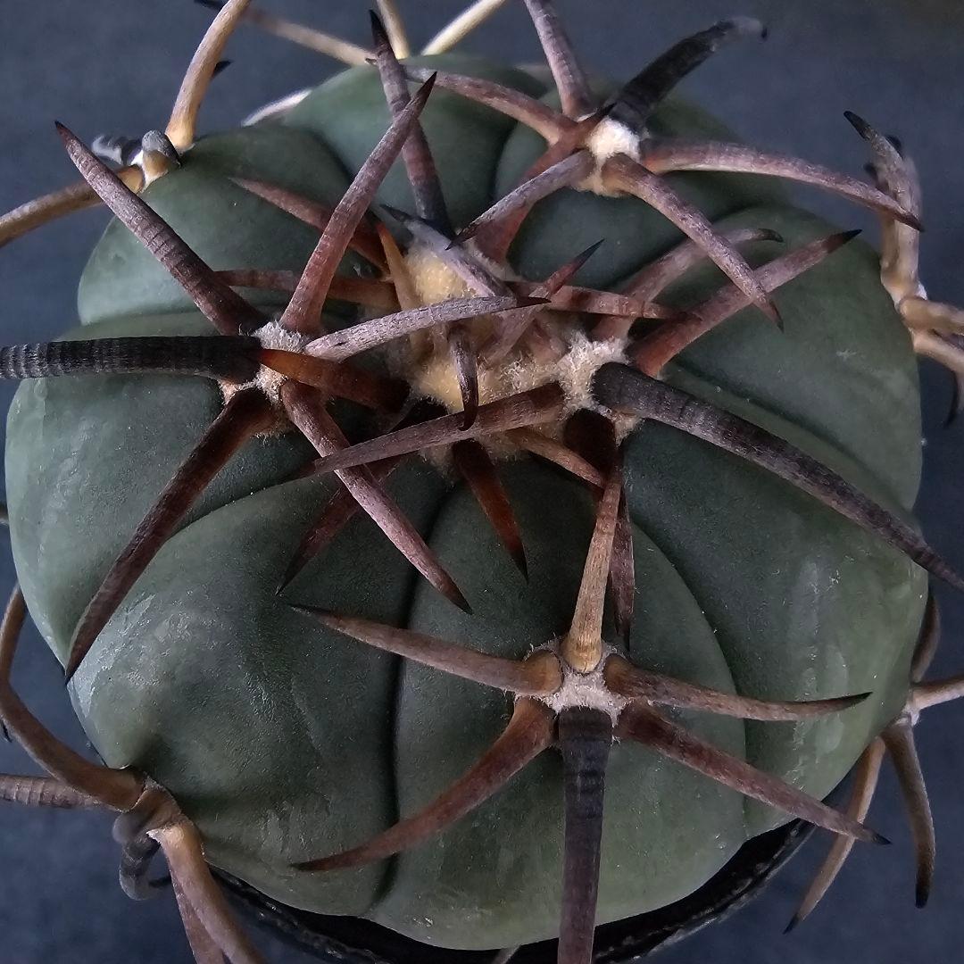 メルカリ便発送☆サボテン エキノカクタス属 雷帝×花王丸(実生苗です)