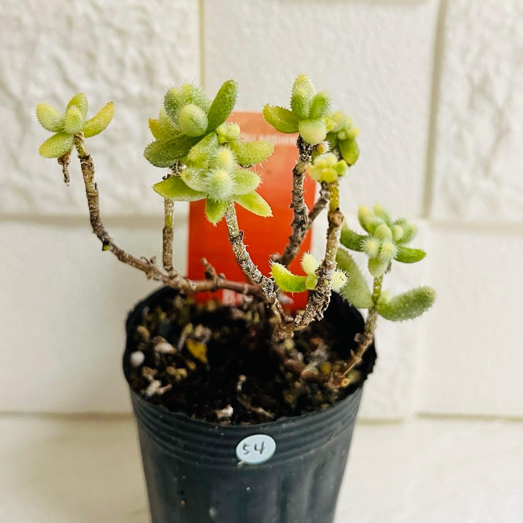 54.【現品 根本からカット】雷銅錦　傷・葉焼けあり　斑入りが綺麗です‼️