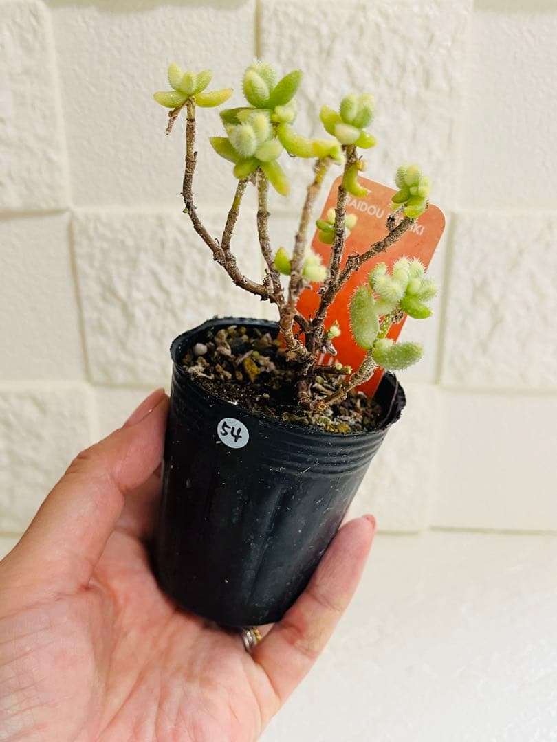 54.【現品 根本からカット】雷銅錦　傷・葉焼けあり　斑入りが綺麗です‼️