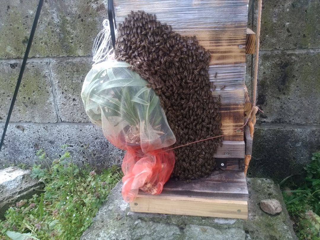 花芽付きキンリョウヘン 日本蜜蜂の蜜蝋サービス