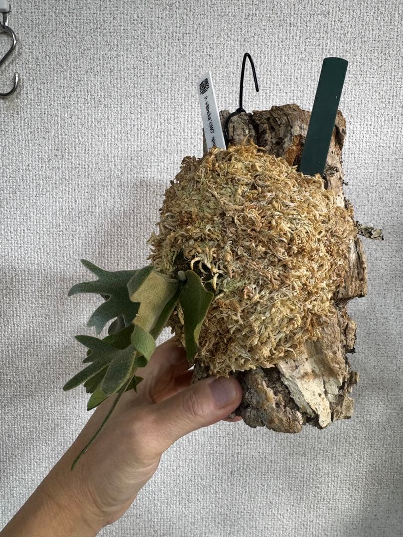 P. willinckii 'OMG'spore コルク　ビカクシダ　緑