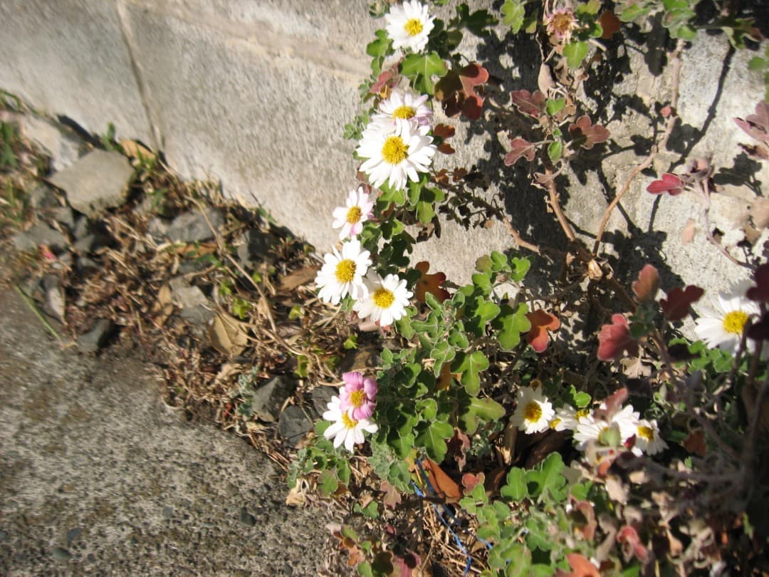 追加有⭕️【動作確認済】Canon IXY DIGITAL 800IS