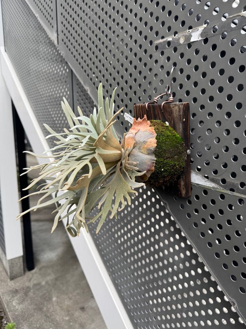 ジェイドガール　OC ビカクシダ