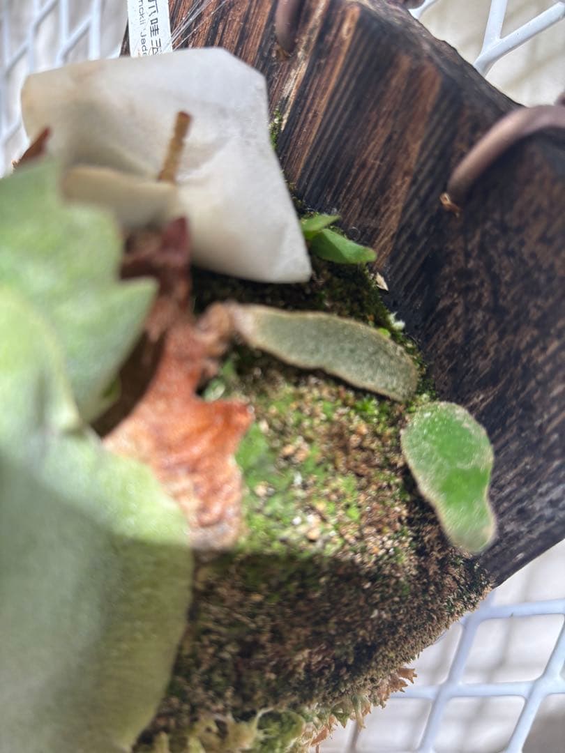 ジェイドガール　OC ビカクシダ