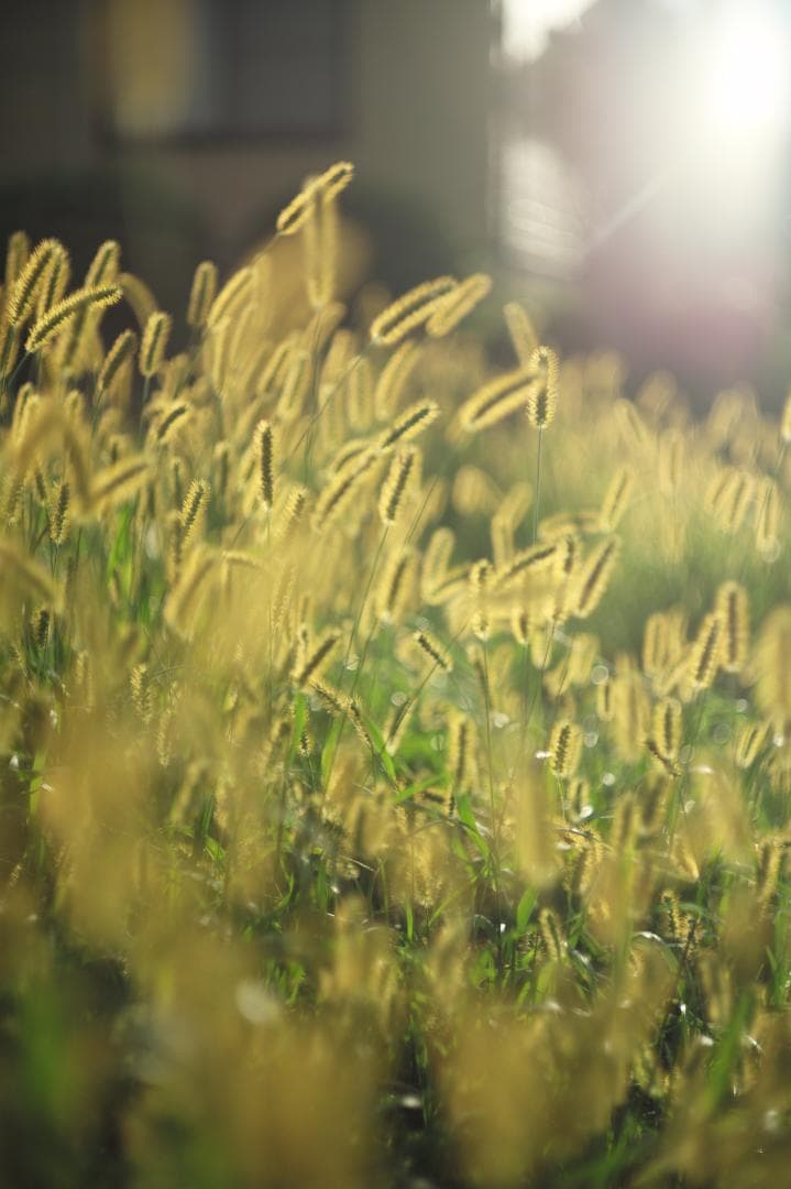 【1/3まで】トリウムズミクロン 50mm F2 沈胴 Summicron