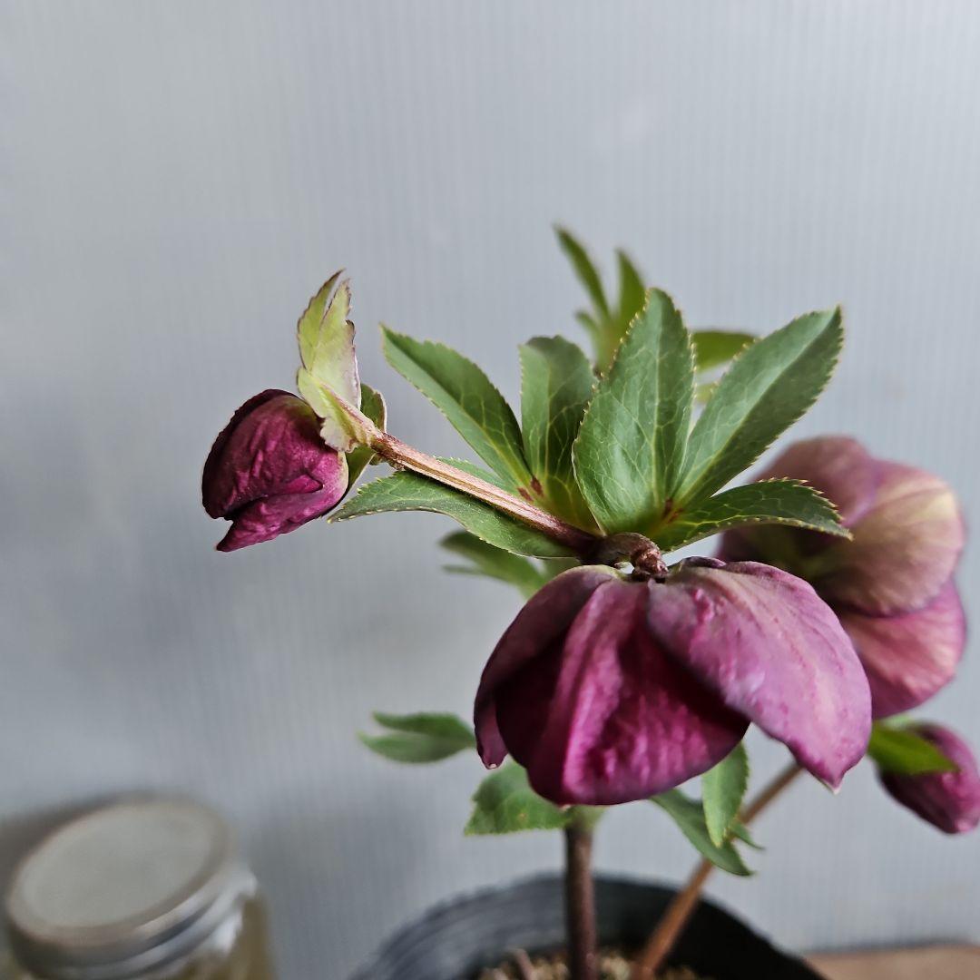 ㉖-333クリスマスローズ