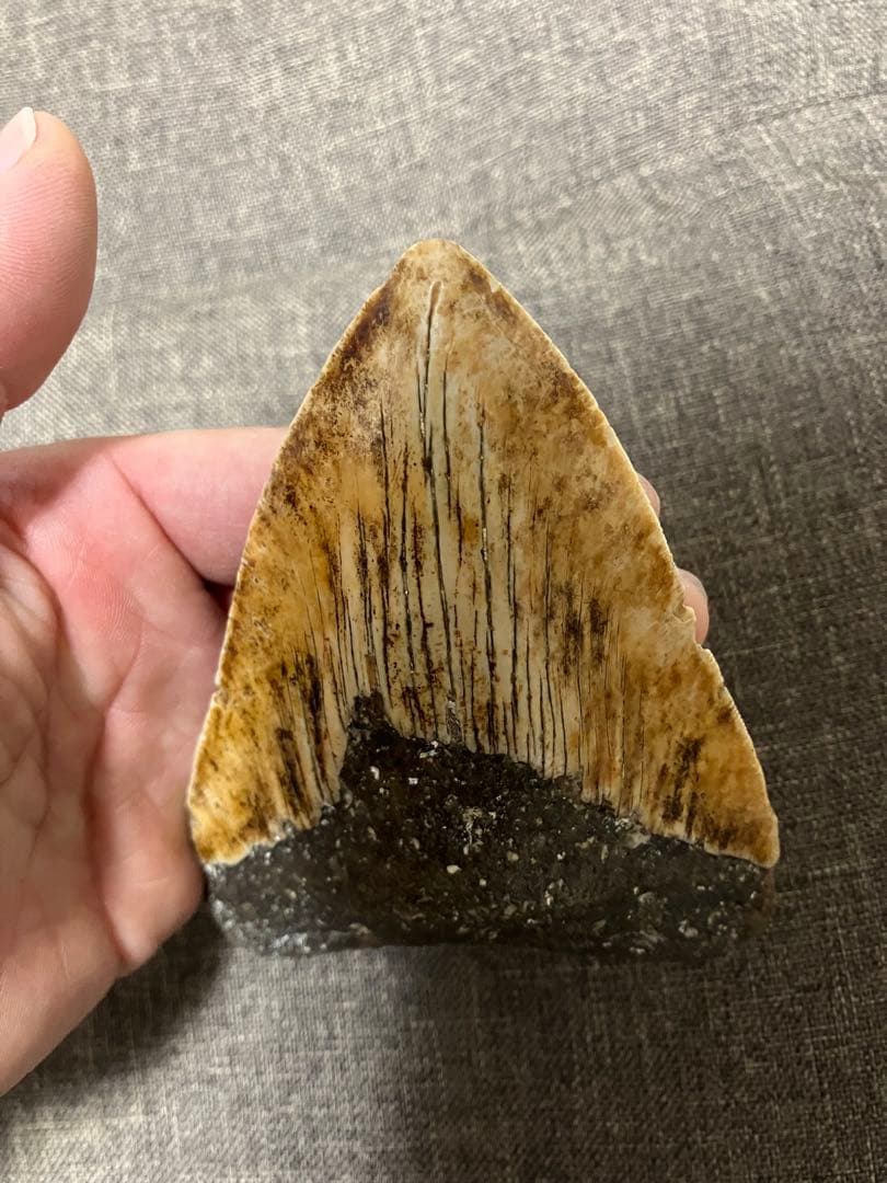 メガロドン　牙　歯　化石