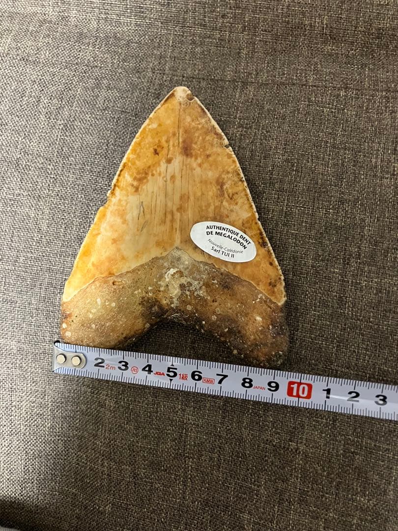 メガロドン　牙　歯　化石