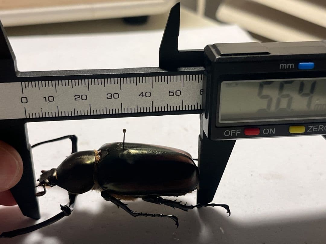 【手長黄金最高峰】セスジドウナガテナガコガネ ♂標本 プラチナコガネ ウグイスコ