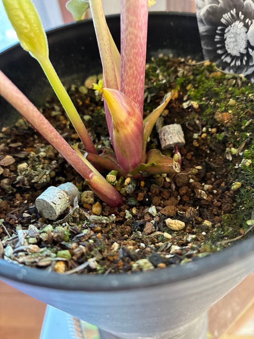 ♡広瀬園芸♡ 横向きホワイトピンクゴールド