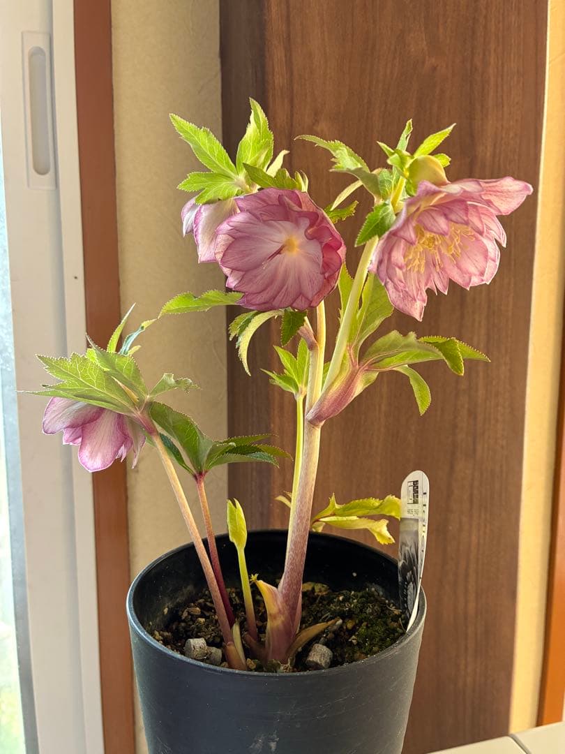 ♡広瀬園芸♡ 横向きホワイトピンクゴールド