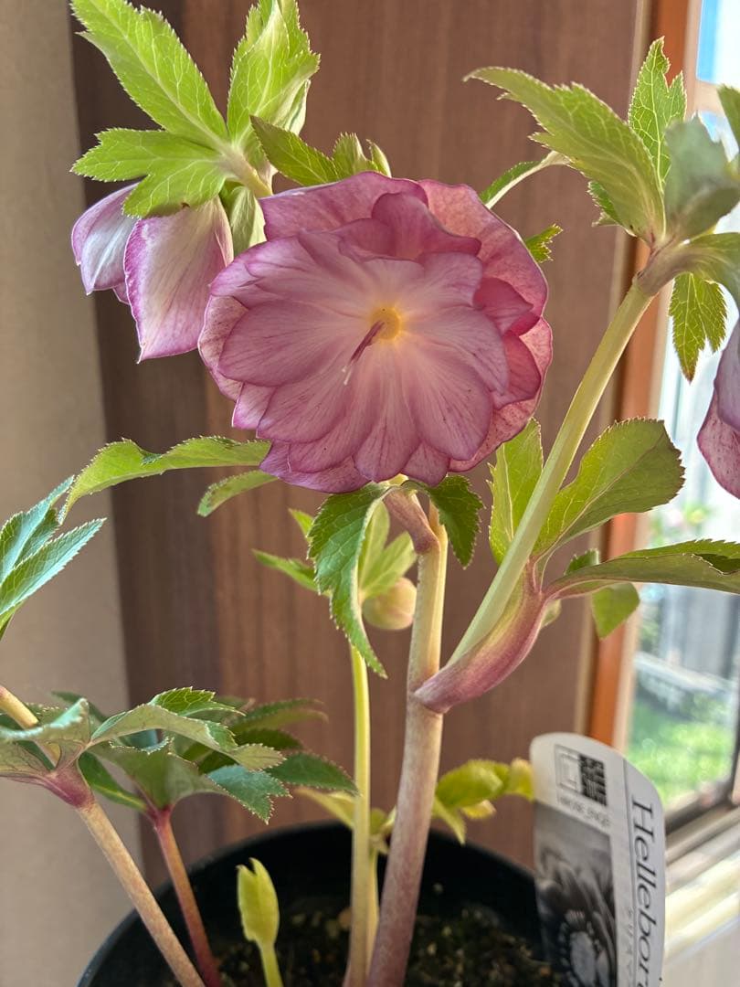 ♡広瀬園芸♡ 横向きホワイトピンクゴールド