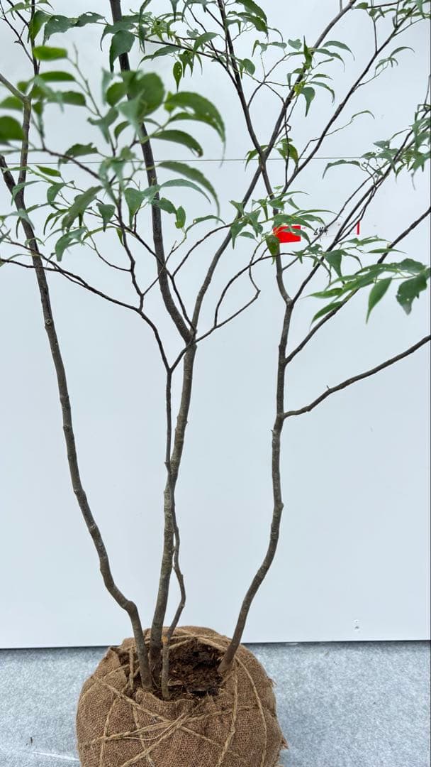 美しい樹形が魅力的 山採り ハイノキ 株立 644 樹高1.5m位 高級樹