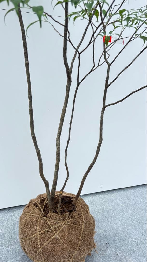 美しい樹形が魅力的 山採り ハイノキ 株立 644 樹高1.5m位 高級樹