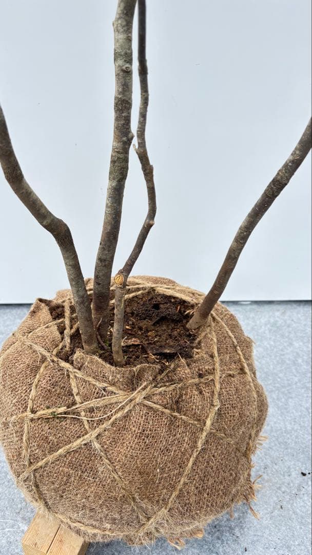 美しい樹形が魅力的 山採り ハイノキ 株立 644 樹高1.5m位 高級樹