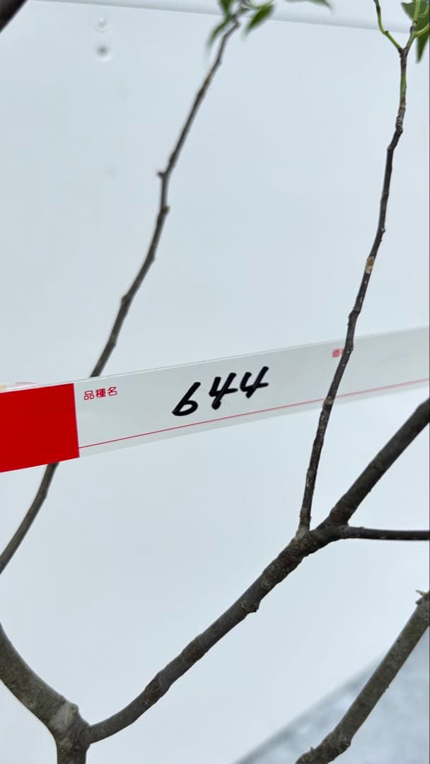 美しい樹形が魅力的 山採り ハイノキ 株立 644 樹高1.5m位 高級樹