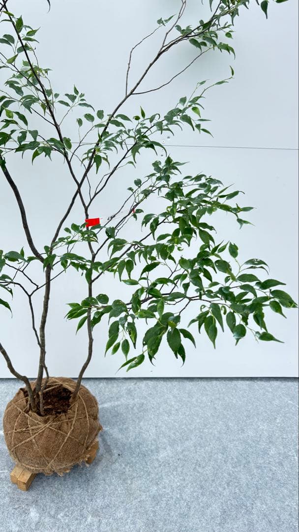 美しい樹形が魅力的 山採り ハイノキ 株立 644 樹高1.5m位 高級樹