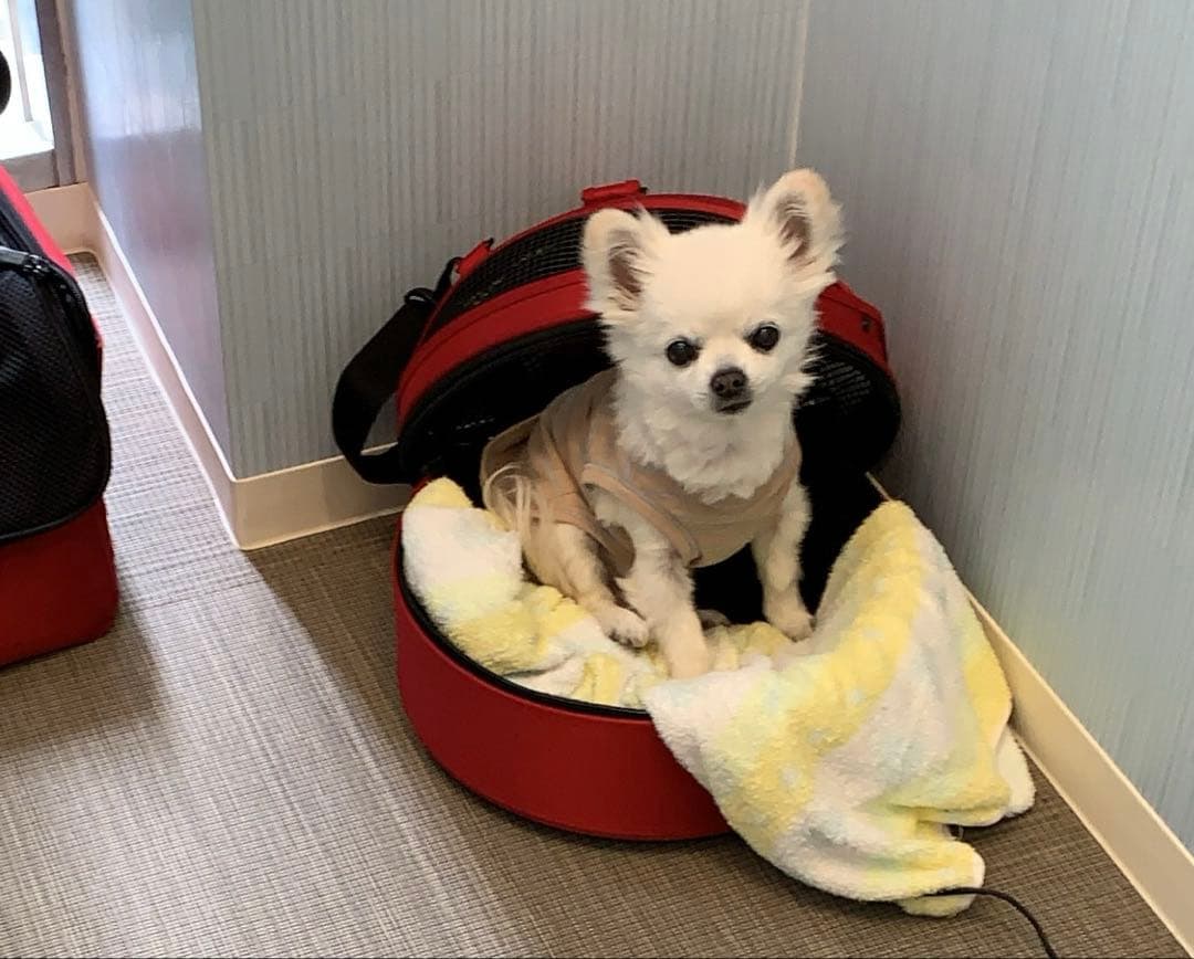 sleepypod 赤色 キャリーバッグ ・ウォーマー 付き　犬•猫用