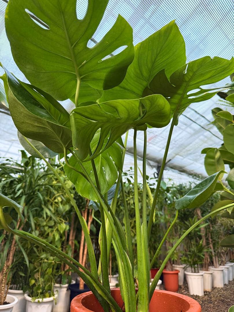 【特級品】モンステラ デリシオーサ 幹上がり 9寸 特大極上苗 鉢付き