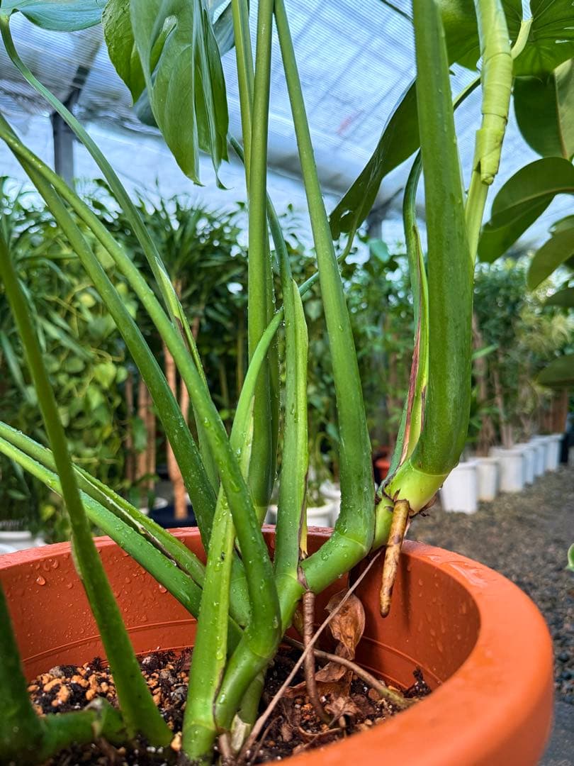 【特級品】モンステラ デリシオーサ 幹上がり 9寸 特大極上苗 鉢付き