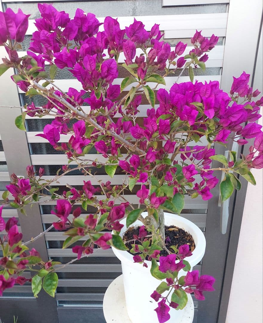 ブーゲンビリア　パープル　大苗