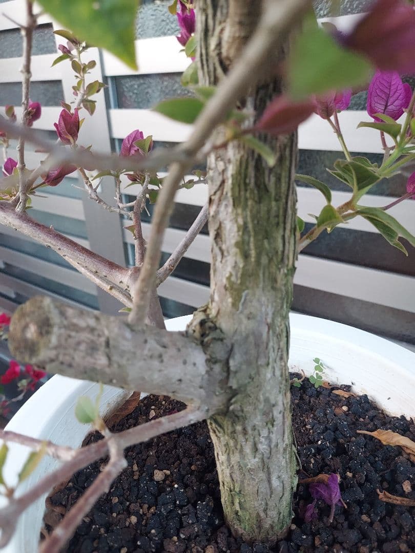 ブーゲンビリア　パープル　大苗