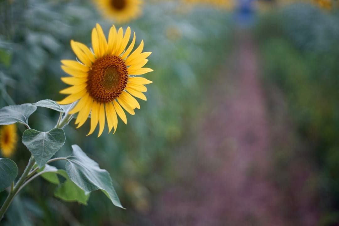 てりえ SONY α7 II ボディILCE-7M2 +バッテリー4個