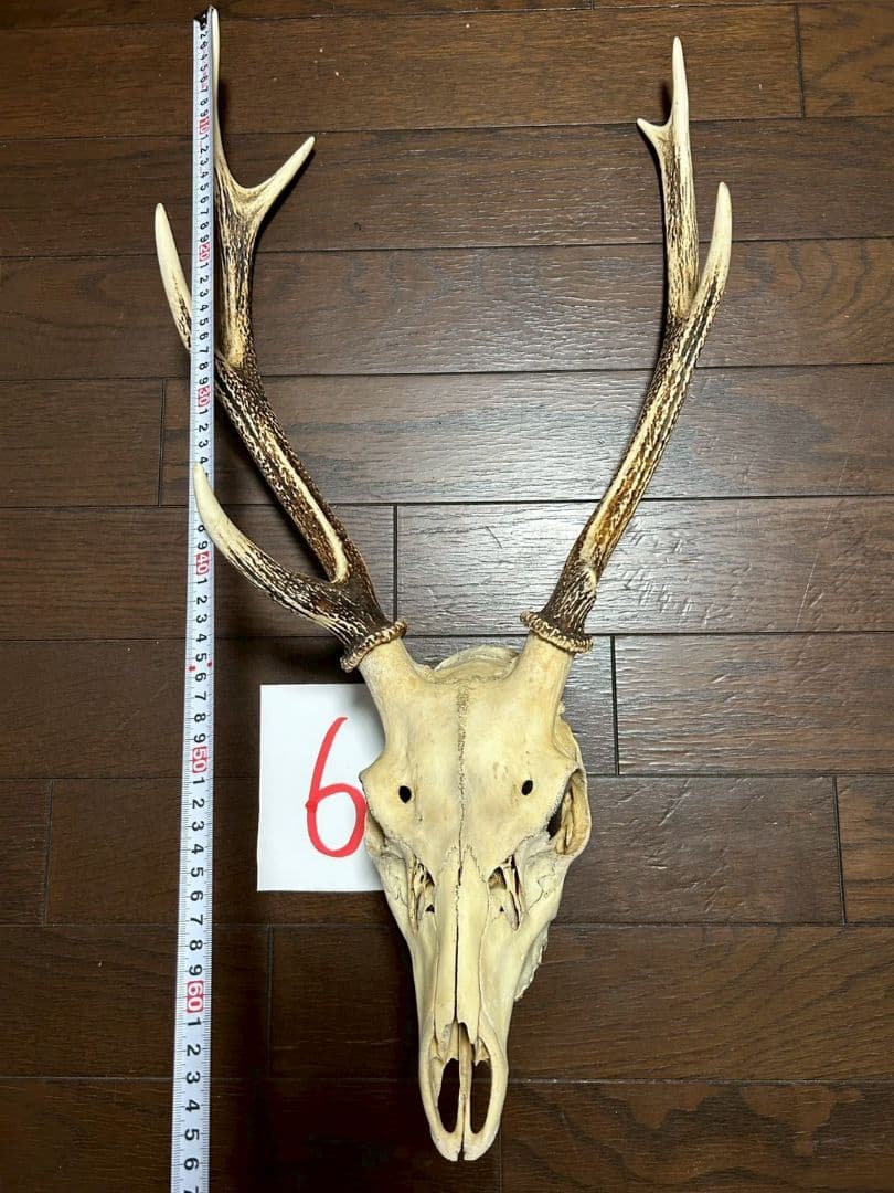 ⑥[1点もの] ハンティングトロフィー　鹿の角　頭蓋骨　日本鹿　スカル