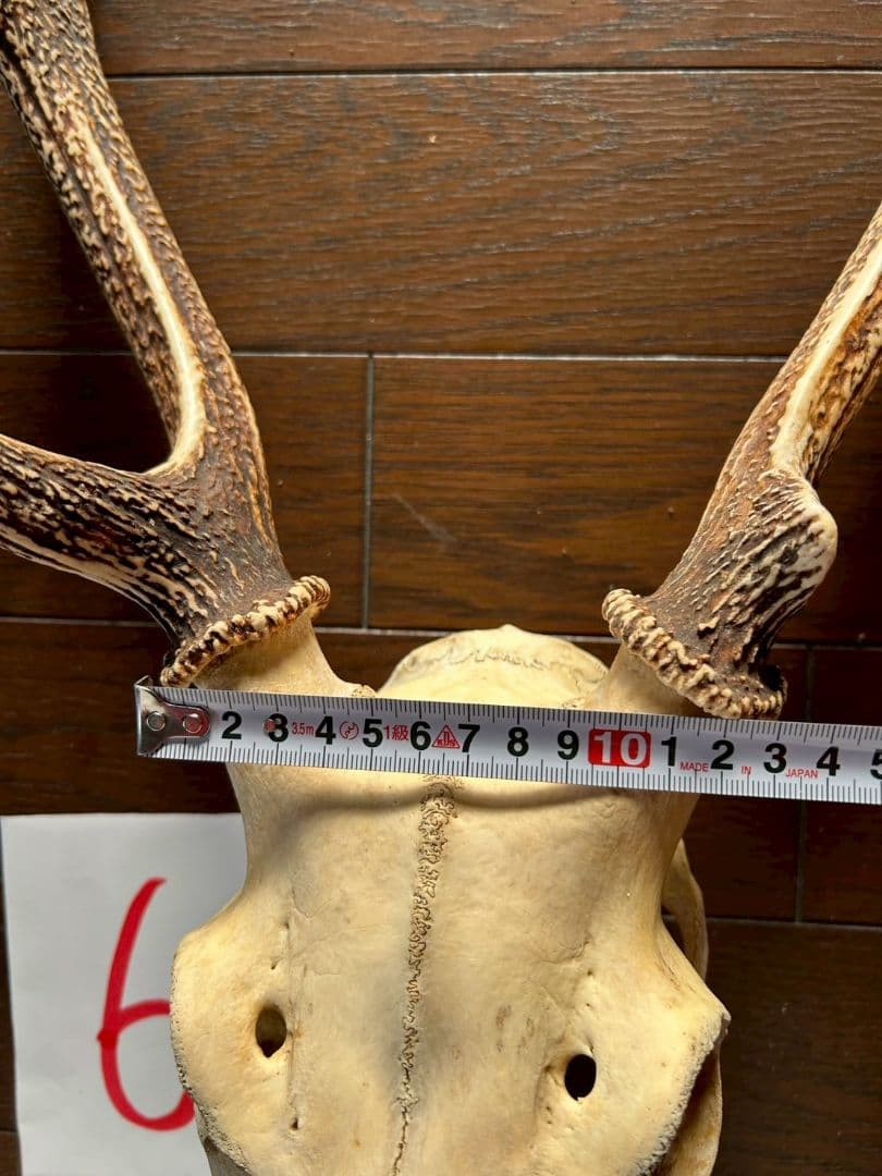 ⑥[1点もの] ハンティングトロフィー　鹿の角　頭蓋骨　日本鹿　スカル