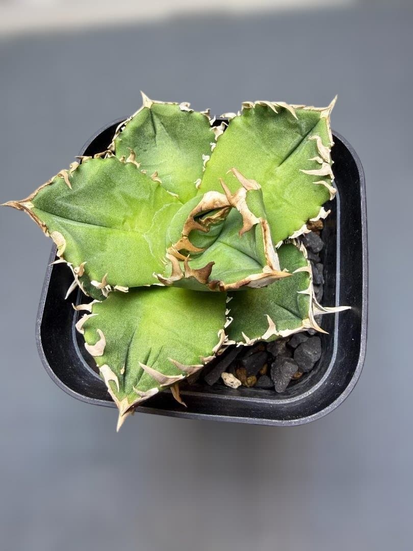 アガベ　クラウン　皇冠　親株