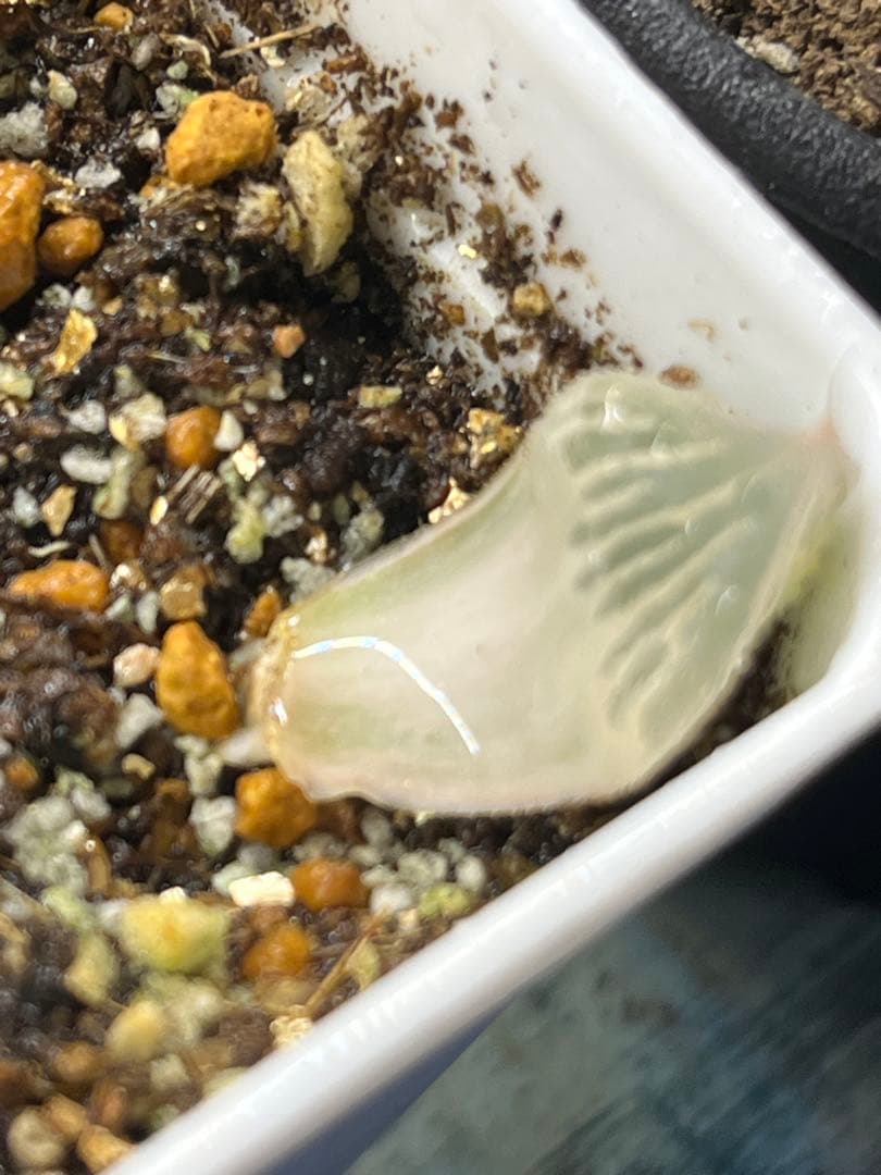 ハオルチア　白蛇伝　葉挿し2枚　発根済み