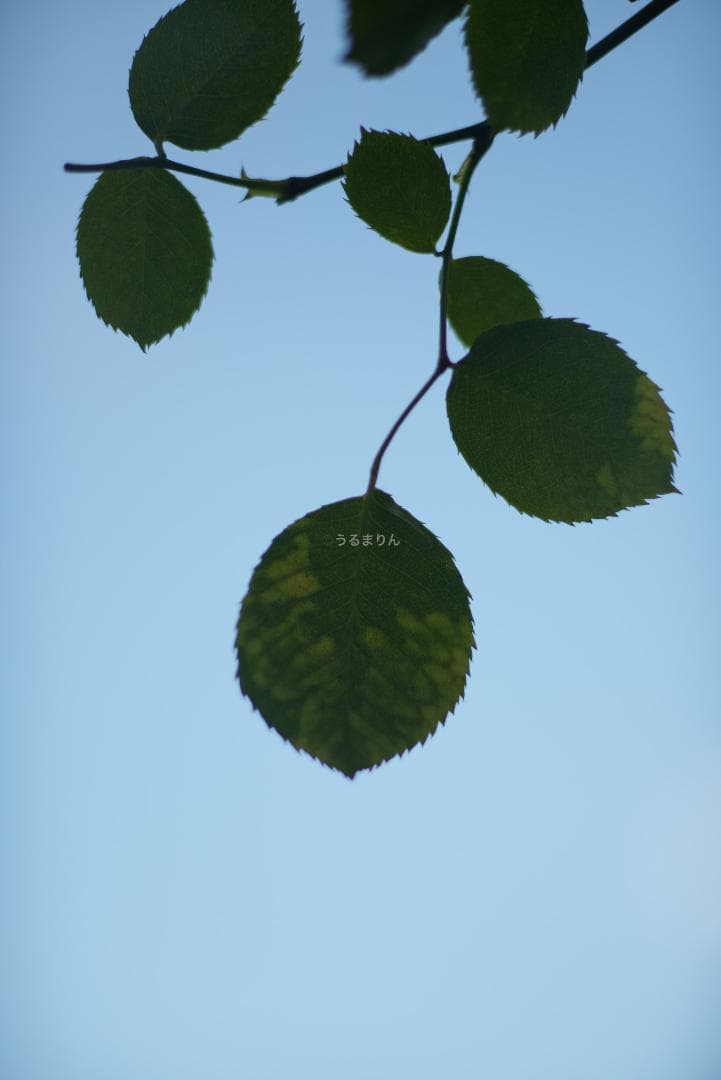 良品！Leica SUMMICRON 90mm 2nd 後期 オールドレンズ